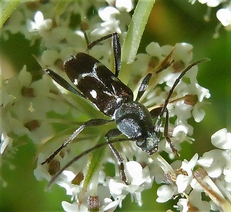 Cerambycidae: Chlorophorus sartor?  S !